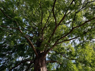 Fototapeta premium Beautiful tree with green leaves growing under blue sky, bottom view