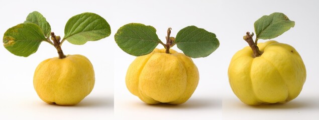 Obraz premium Three yellow quince fruits with leaves