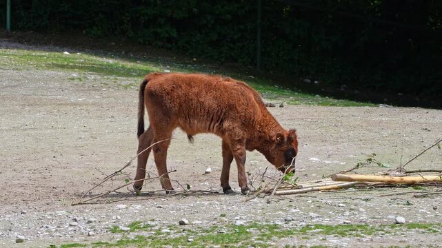 Baby Aurochs, Heck cattle, Bos primigenius taurus, claimed to resemble the extinct aurochs. Domestic highland cattle