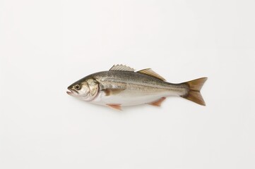 Naklejka premium Single fish isolated on a white surface, natural sea animal in a kitchen setting
