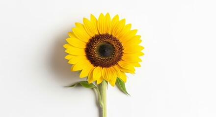 Obraz premium Flower bouquet – sunflower blooms in full view, radiating warmth and natural beauty on white backdrop isolated on white background