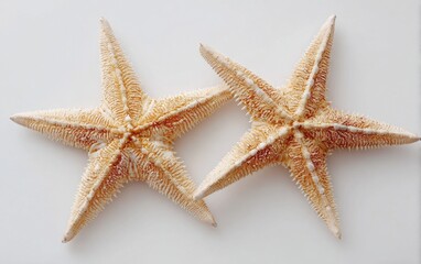 Two starfish, pale beige/tan color, on a plain white surface
