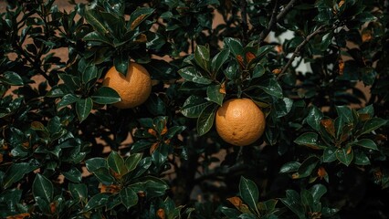 Couple of vibrant grapefruits attached to the tree limb