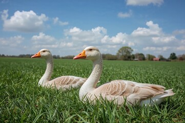Fototapeta premium A pair of geese resting on the lawn