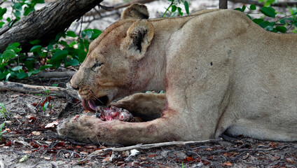 Pride of lions on a kill in Botswana