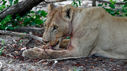 Pride of lions on a kill in Botswana