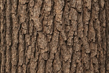 Fototapeta premium Tree bark pattern in natural setting