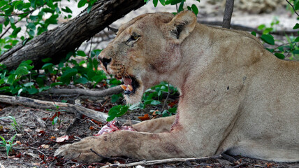Pride of lions on a kill in Botswana