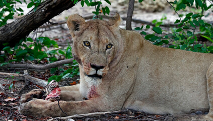 Pride of lions on a kill in Botswana