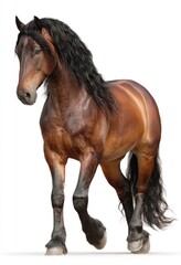 Obraz premium Full shot of a brown horse in motion. A strong, walking horse with long, flowing mane and tail