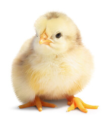 One cute fluffy chick on white background