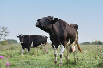 Beautiful cows grazing in meadow. Farm animal