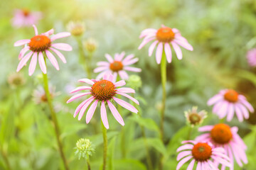 Beautiful pink Echinacea flowers blooming outdoors, closeup