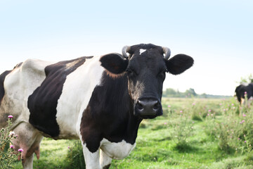 Beautiful black cow with white spots in meadow