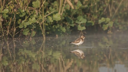 Fototapeta premium Morning Wetland Habitat Featuring a Wood Sandpiper on a Leaf