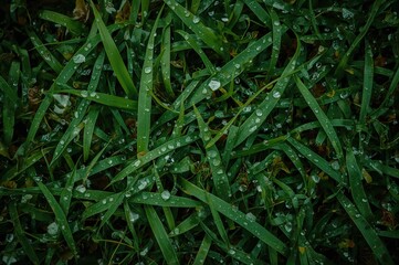 Lush greenery and shimmering water droplets create a stunning contrast in a warm season garden scene