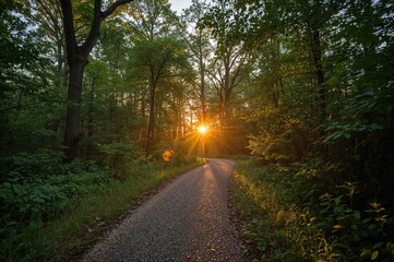 Obraz premium Stroll along a peaceful trail surrounded by dense forests as the golden sunset casts a soothing glow over the vibrant foliage, offering a calm and magical setting.