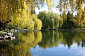 Fototapeta premium Pond surrounded by vibrant autumn trees in a tranquil park Generative AI