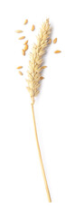 Dried wheat ear and seeds isolated on white, top view