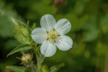 Close-up of a white wildflower bloom