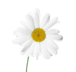Fototapeta premium One beautiful chamomile flower isolated on white