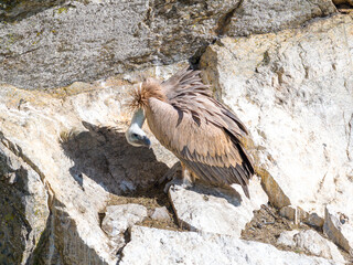 Buitre leonado en la Sierra de Guadarrama