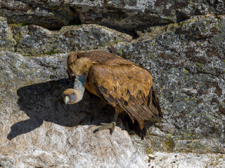 Buitre leonado en la Sierra de Guadarrama