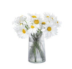 Beautiful chamomile flowers in vase isolated on white