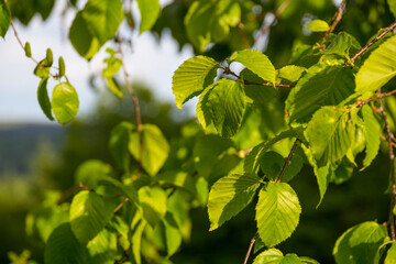 Closeup of Green Leaves Against Grey Sky