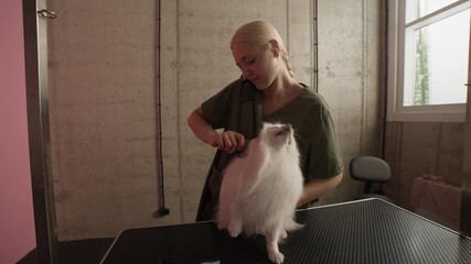 Skilled groomer gently combing Pomeranian white coat while fan blowing to dry its fur, making it fluffy, soft, and neatly styled