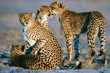 Cheetah family