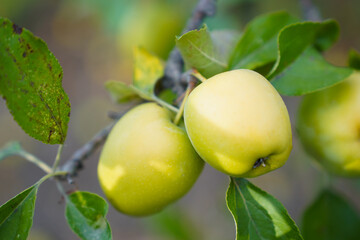 close up of apple with green leaves