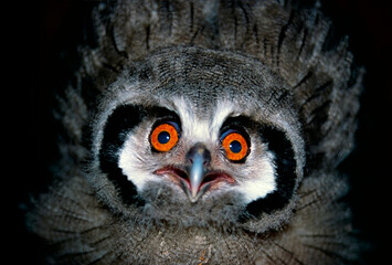 portrait of a owl