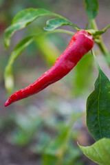 close up of hot chilly red pepper growing in garden