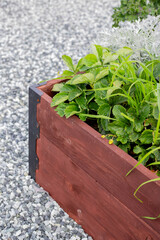 Raised wooden garden beds against a background of gravel paths. Gardening and growing. Trendy vegetable garden. Country backyard. Strawberries in a wooden box