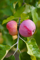 close up of apple with green leaves