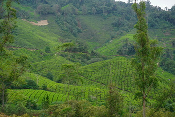 Tea plantations