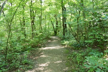 Obraz premium The hiking trail in the forest on a summer day.