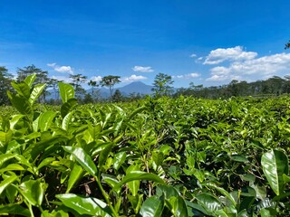 Vibrant Green Tea Plantation Under Clear Blue Sky with Distant Mountains