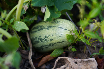 Obraz premium close-up of zucchini growing in a garden