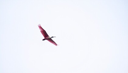 Pink bird flying with wide open wings on white background