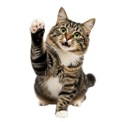 Adorable tabby cat waving hello with paw raised playful greeting animal photography transparent background