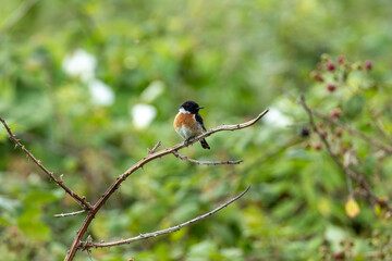 Male Stonechat (Saxicola rubicola) on Bull Island, Dublin, a bird of coastal areas.