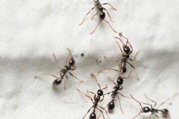 This image captures a close-up view of several black ants moving across a white surface.