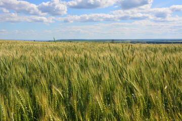 Golden Wheat Field Under a Cloudy Sky in windy weather close up