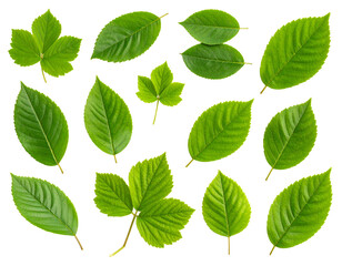 Fototapeta premium Collection of garden leaves on white background