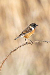 Male Stonechat (Saxicola rubicola) on Bull Island, Dublin, a bird of coastal areas.