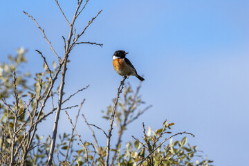 Male Stonechat (Saxicola rubicola) on Bull Island, Dublin, a bird of coastal areas.