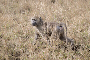 A male Olive Baboon walking thorugh the tall savanna grass , Serengeti, Tanzania, Africa