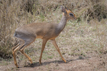 A small antelope known as a Dik Dik, Serengeti, Tanzania, Africa